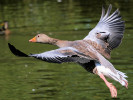 Greylag Goose (WWT Slimbridge August 2009) - pic by Nigel Key
